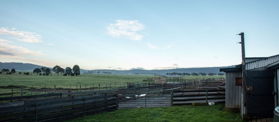 Origins of Ashby Single-Source Merino Wool